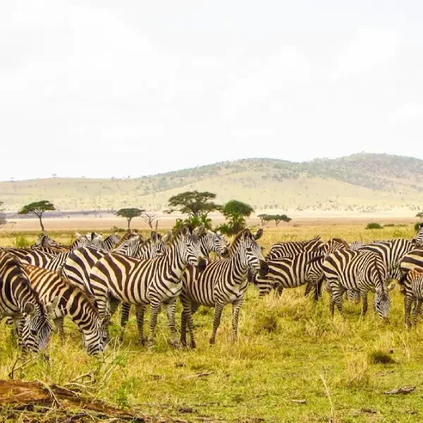 10-days-tanzania-safari-and-culture7
