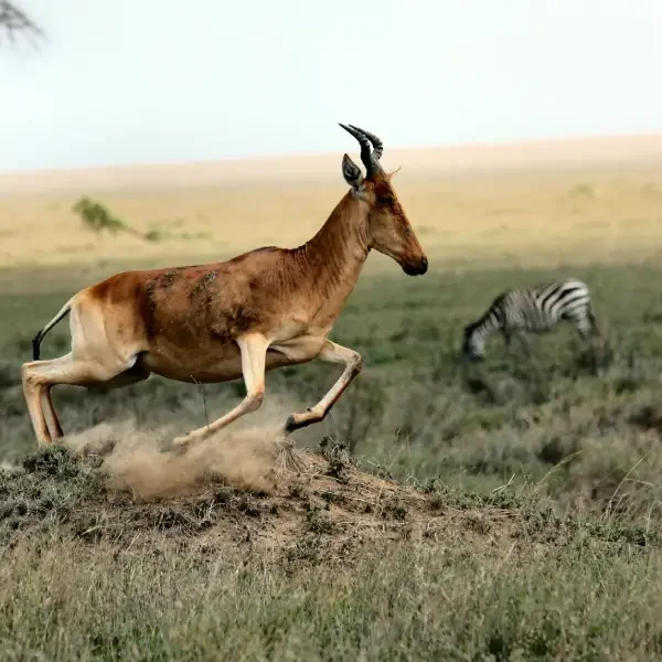 11-days-great-migration-safari10