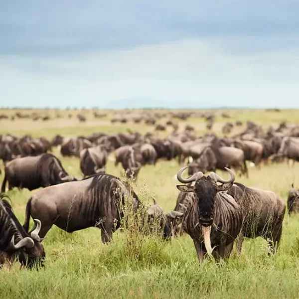 11-days-great-migration-safari11