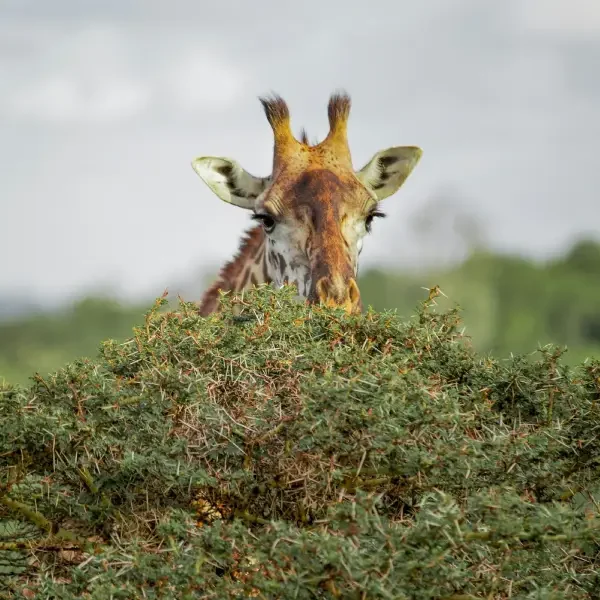 11-days-great-migration-safari3