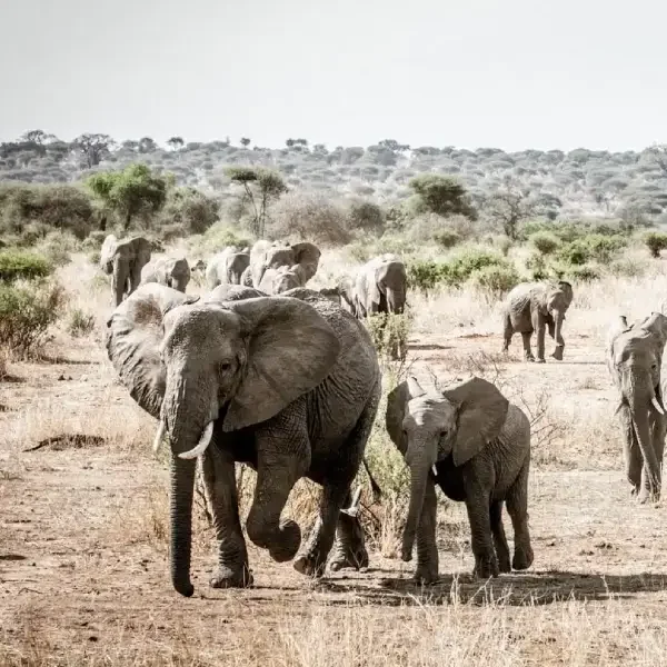 11-days-great-migration-safari4