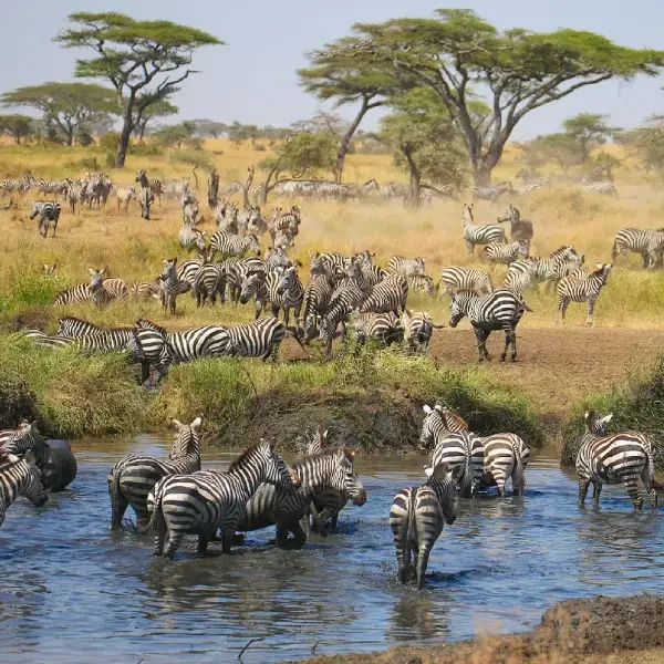 11-days-great-migration-safari7