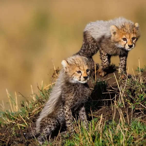 11-days-great-migration-safari9