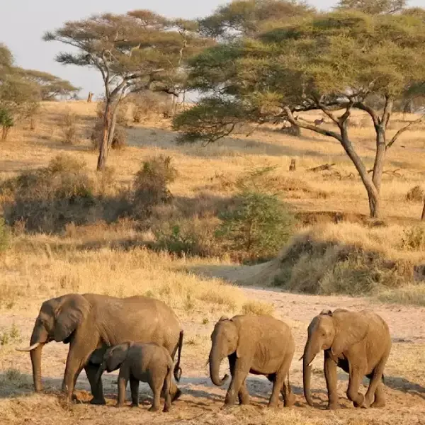 7-days-best-of-tanzania-safari4 7-days-best-of-tanzania-safari4