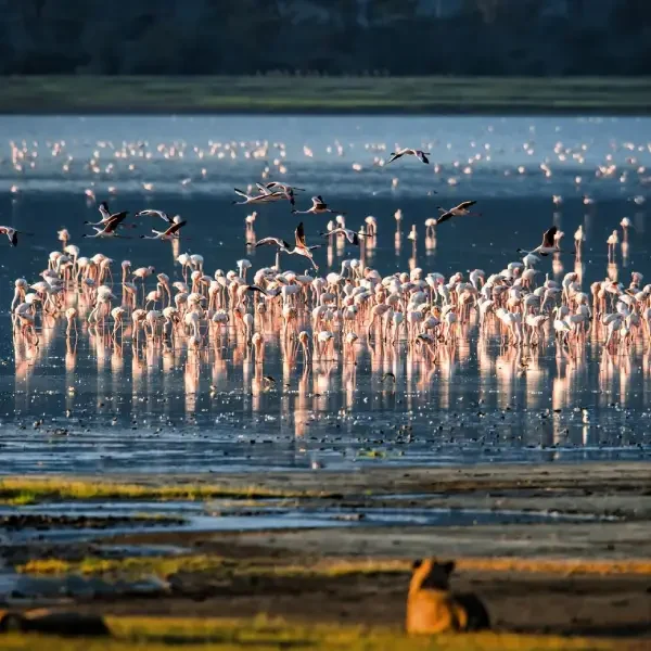 7-days-best-of-tanzania-safari5 7-days-best-of-tanzania-safari5