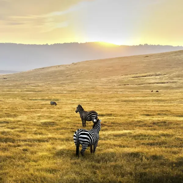 7-days-best-of-tanzania-safari6 7-days-best-of-tanzania-safari6