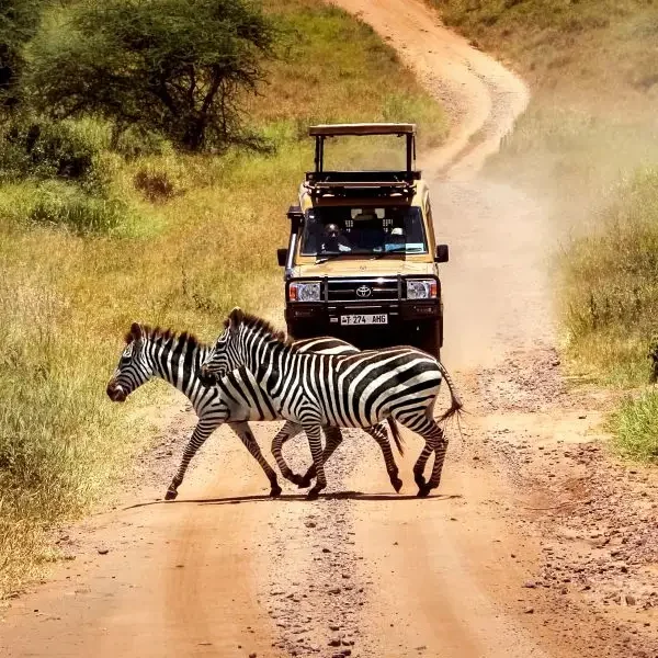 7-days-tanzania-big-five-safari3