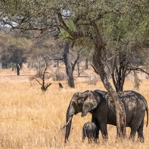 7-days-tanzania-big-five-safari4