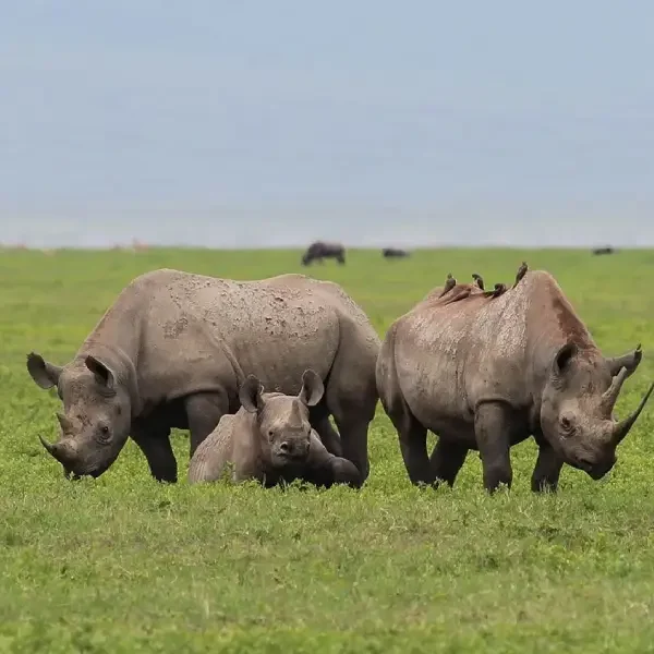 7-days-tanzania-big-five-safari7