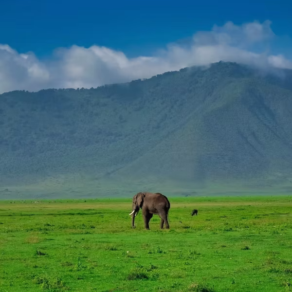 7-days-tanzania-honeymoon-safari1