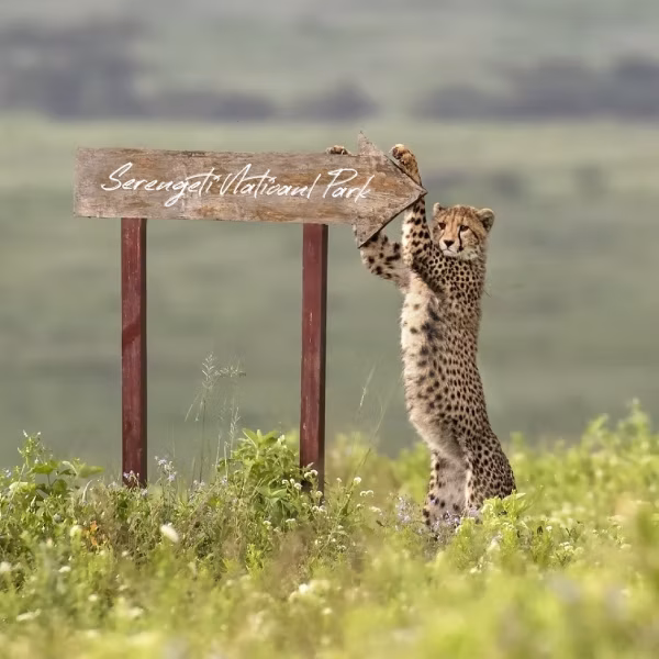 7-days-tanzania-honeymoon-safari3