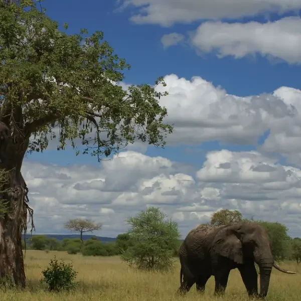 7-days-tanzania-honeymoon-safari4