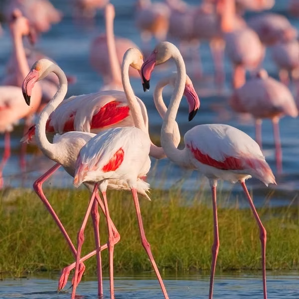 7-days-tanzania-honeymoon-safari4