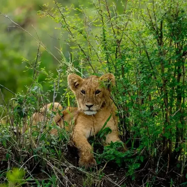 7-days-tanzania-honeymoon-safari9