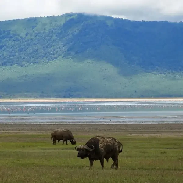 8-days-tanzania-classic-safari6