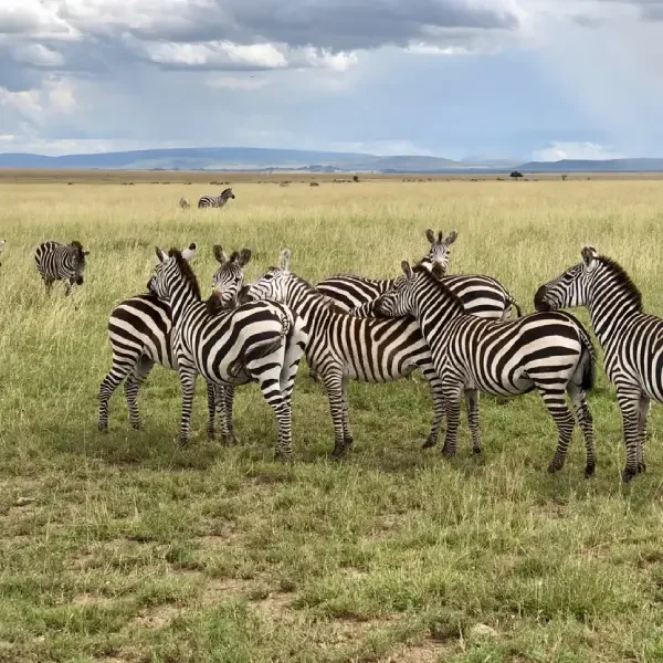 8-days-tanzania-classic-safari8