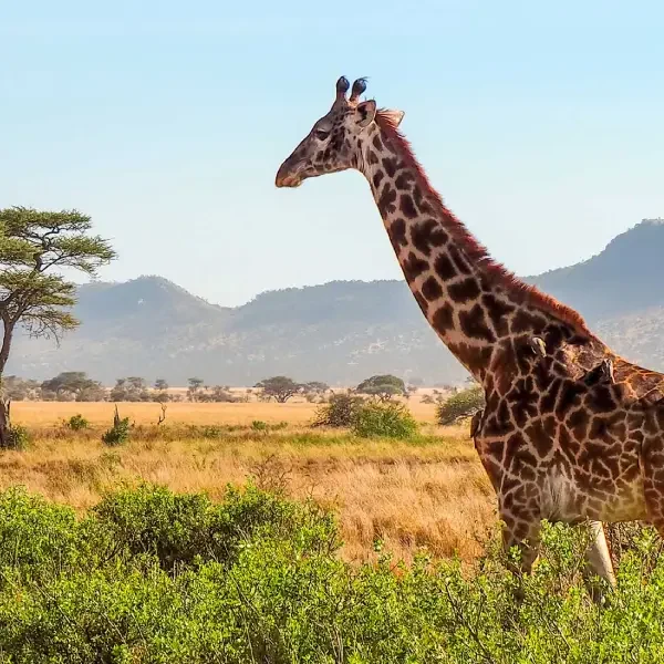 8-days-tanzania-classic-safari9