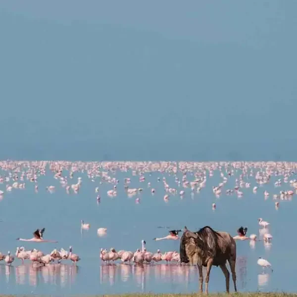 8-days-wildlife-safari5