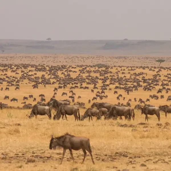 8-days-wildlife-safari7