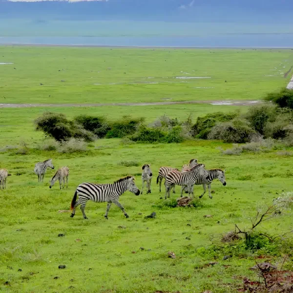 8-days-wildlife-safari8