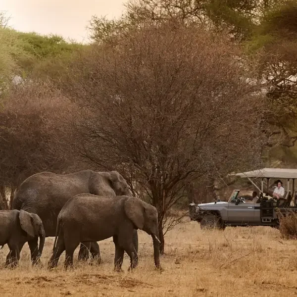 9-days-amazing-tanzania-safari4 9-days-amazing-tanzania-safari4