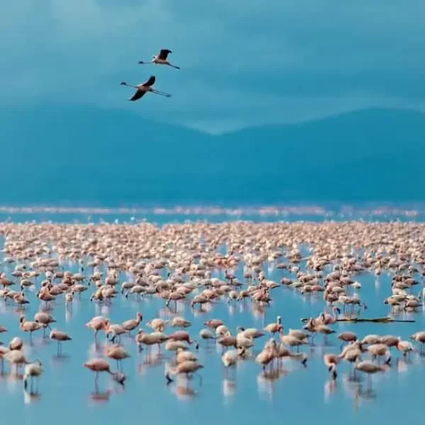 9-days-amazing-tanzania-safari5 9-days-amazing-tanzania-safari5