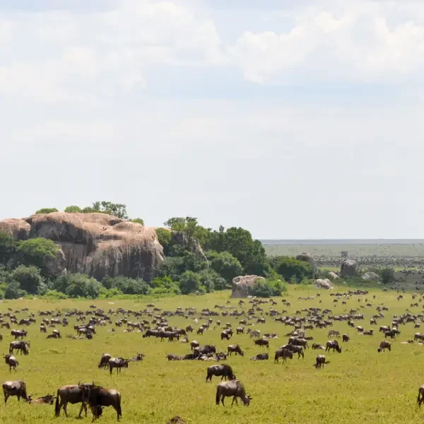 9-days-amazing-tanzania-safari7 9-days-amazing-tanzania-safari7
