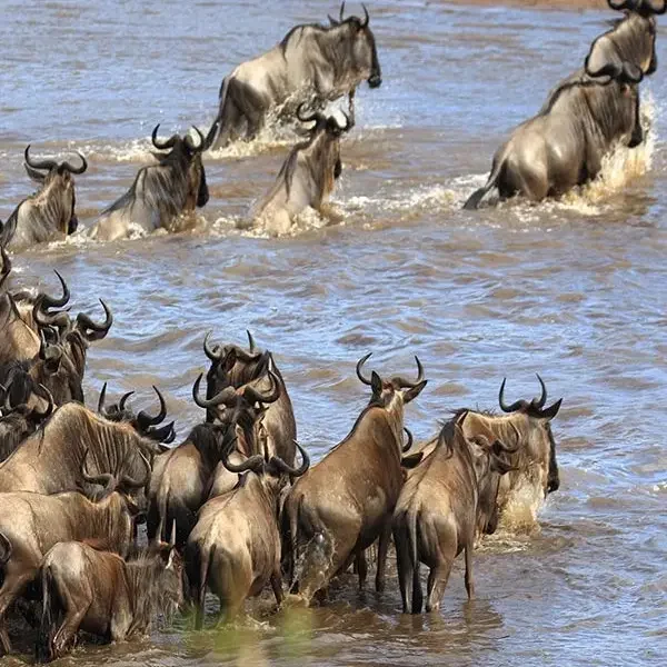 9-days-amazing-tanzania-safari8 9-days-amazing-tanzania-safari8