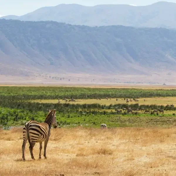 9-days-amazing-tanzania-safari9 9-days-amazing-tanzania-safari9