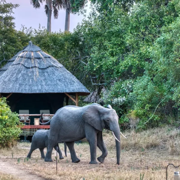 9-days-chimpanzee-tracking4