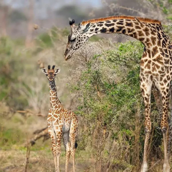 9-days-chimpanzee-tracking5