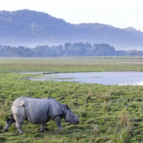 9-days-chimpanzee-tracking6