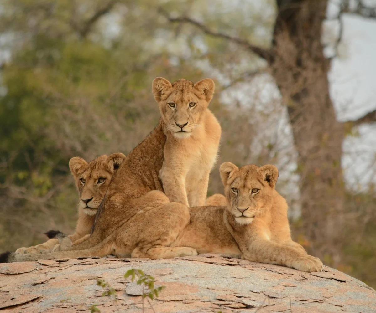 family safaris Tanzania with African Overland