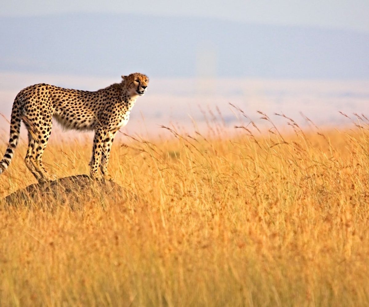 African Overland: Best Luxury African Safari & Tanzania Tours