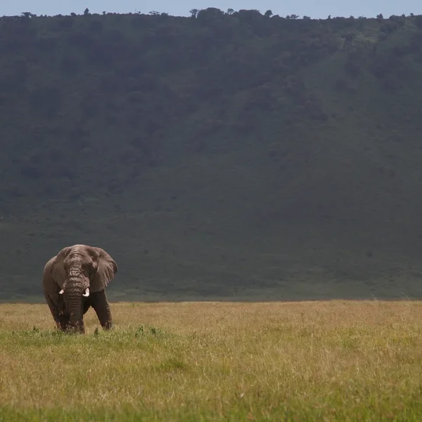 Ngorongoro_Crater_Elephant_Bull