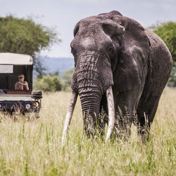 Tarangire Game Drive