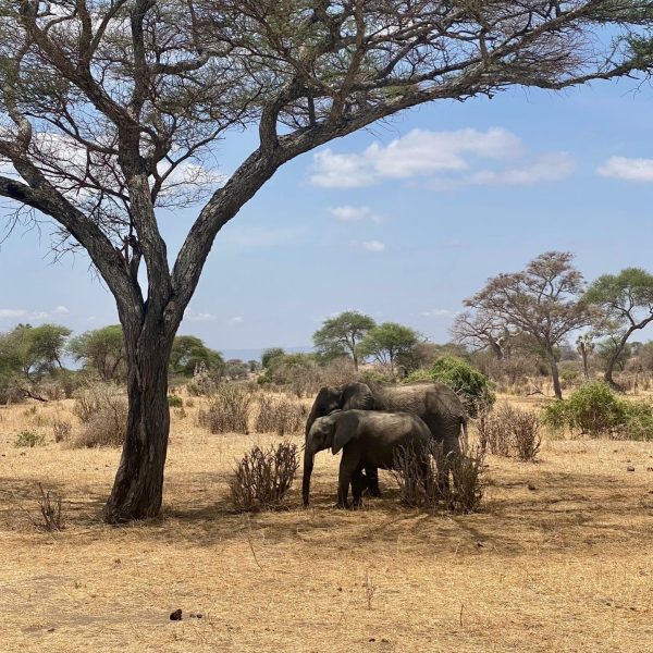 Tarangire-national-park