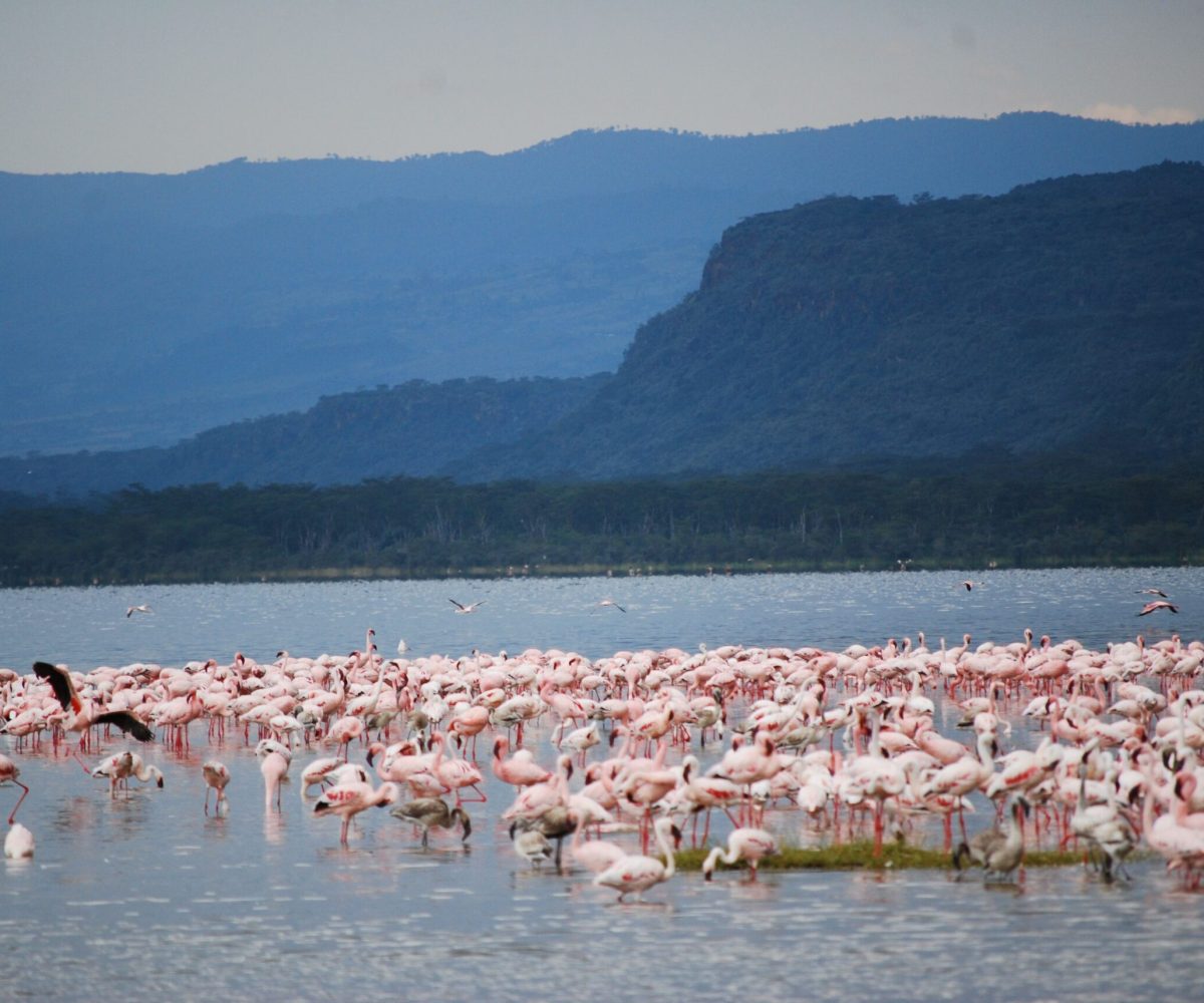 When is the Best Time for a Safari