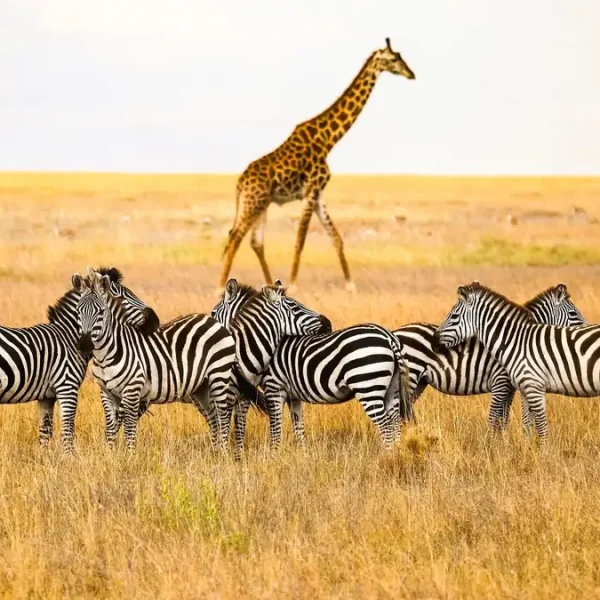 feature-serengeti-vaganundo-che-shutterstock