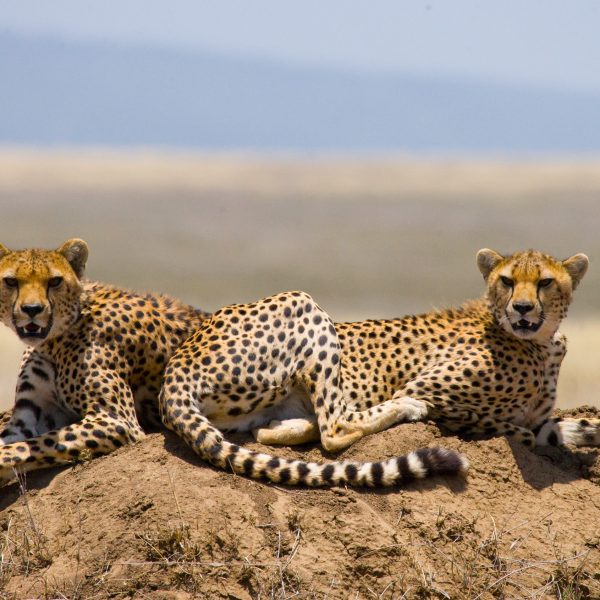kenya-safari-tours