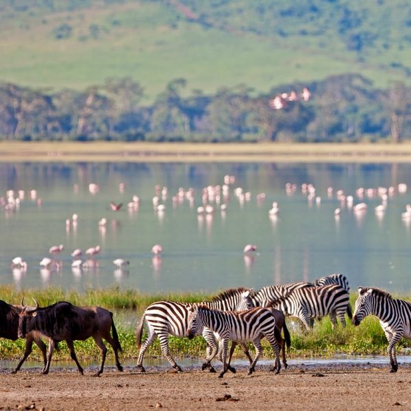 Best Time for a Safari in Tanzania – African Overland