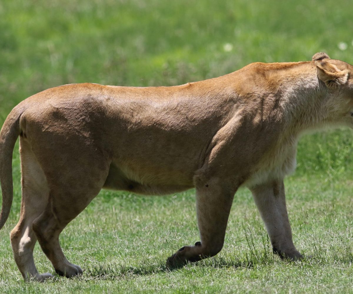 Luxury Safaris 2026 Tanzania