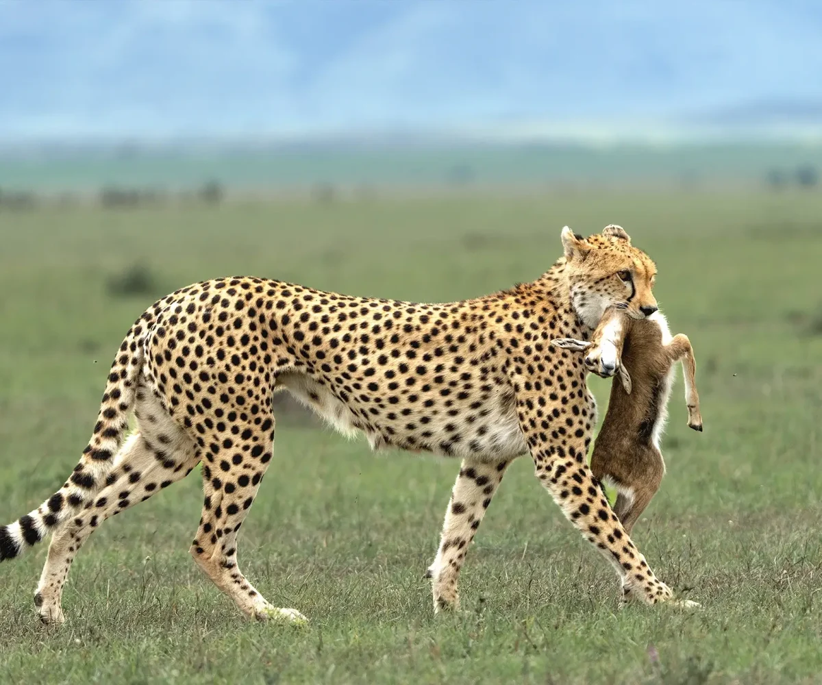 When is the Best Time for a Safari