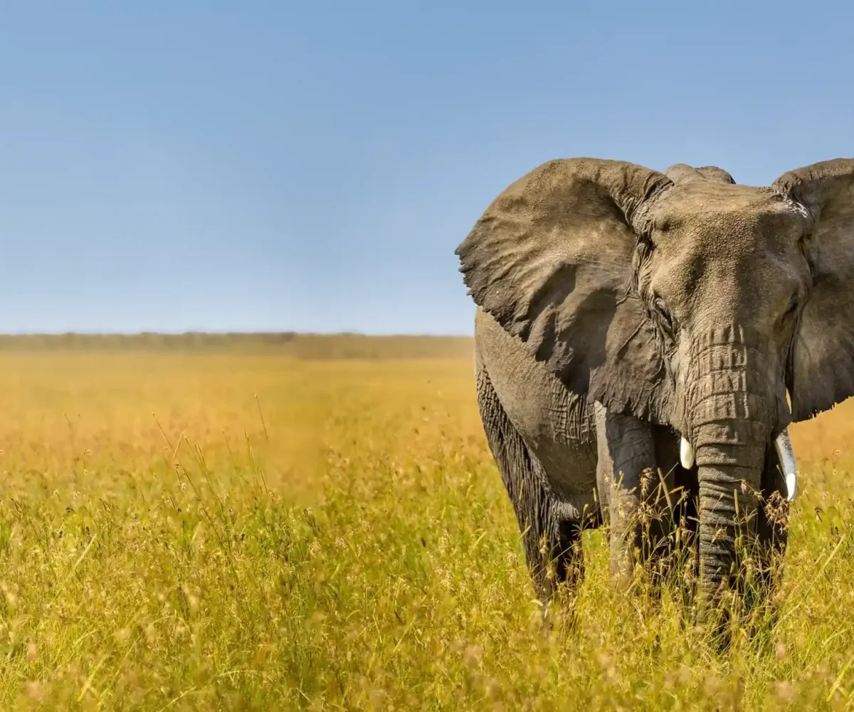 African safari holiday