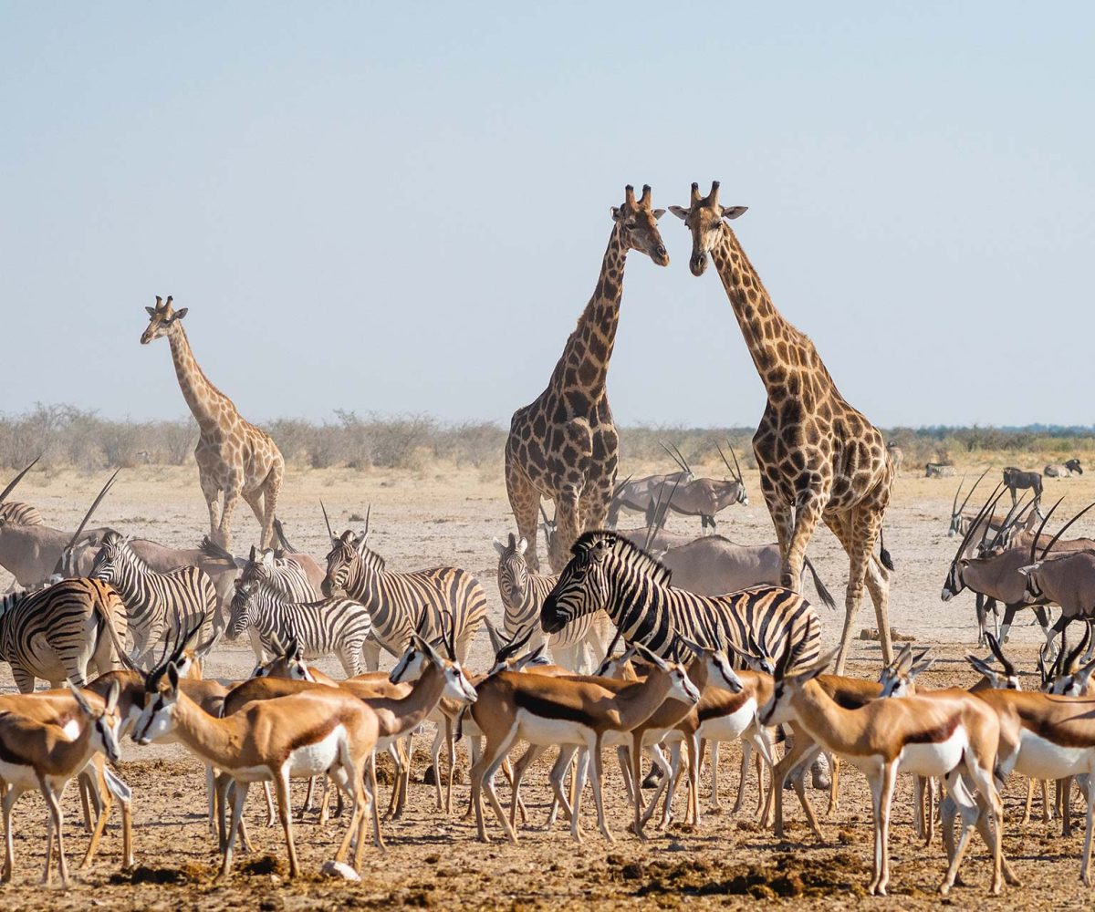 Best Time to Experience an African Safari